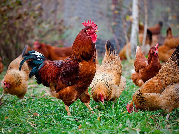 Породы куриц | ЗооТом - продажа, вязка и услуги для животных в Гагарине