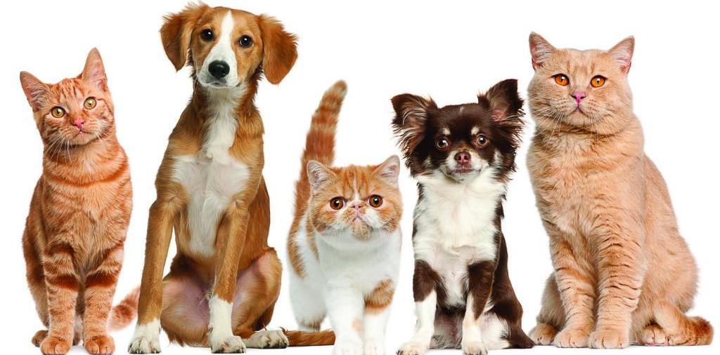 Доска объявлений о животных | ЗооТом - продажа, вязка и услуги для животных в Гагарине