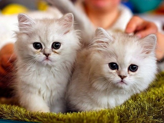 Породы кошек в Гагарине | ЗооТом портал о животных