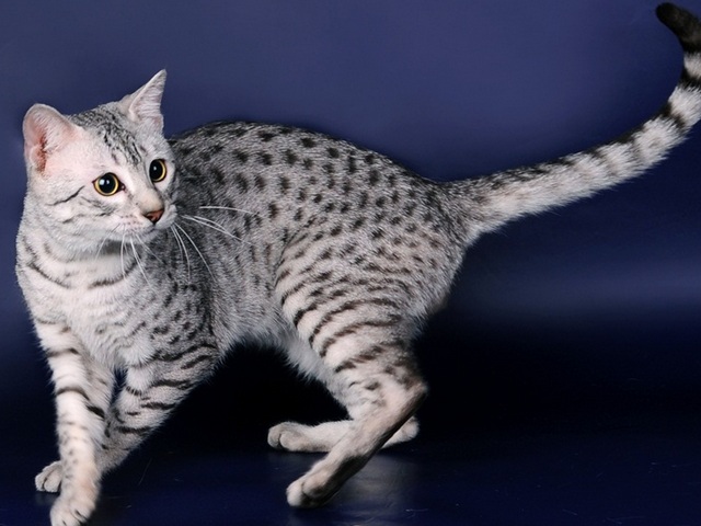 Породы кошек в Гагарине | ЗооТом портал о животных