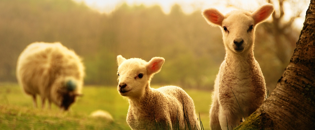 Объявления о сельскохозяйственных животных | ЗооТом - продажа, вязка и услуги для животных в Гагарине