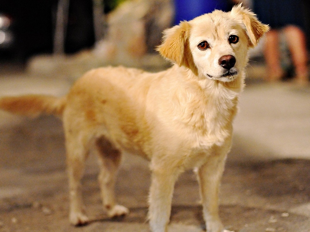 Породы собак в Гагарине | ЗооТом портал о животных
