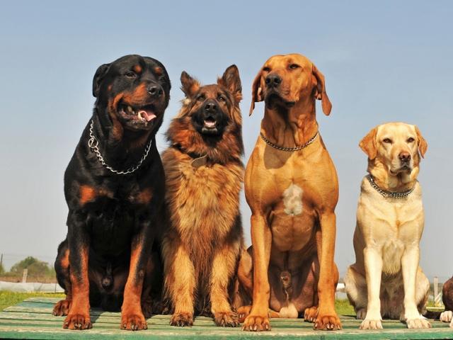 Крупные породы собак в Гагарине | ЗооТом портал о животных